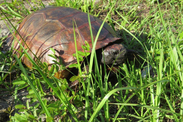The same gopher tortoise, still a little red around the edges after a thorough cleaning.